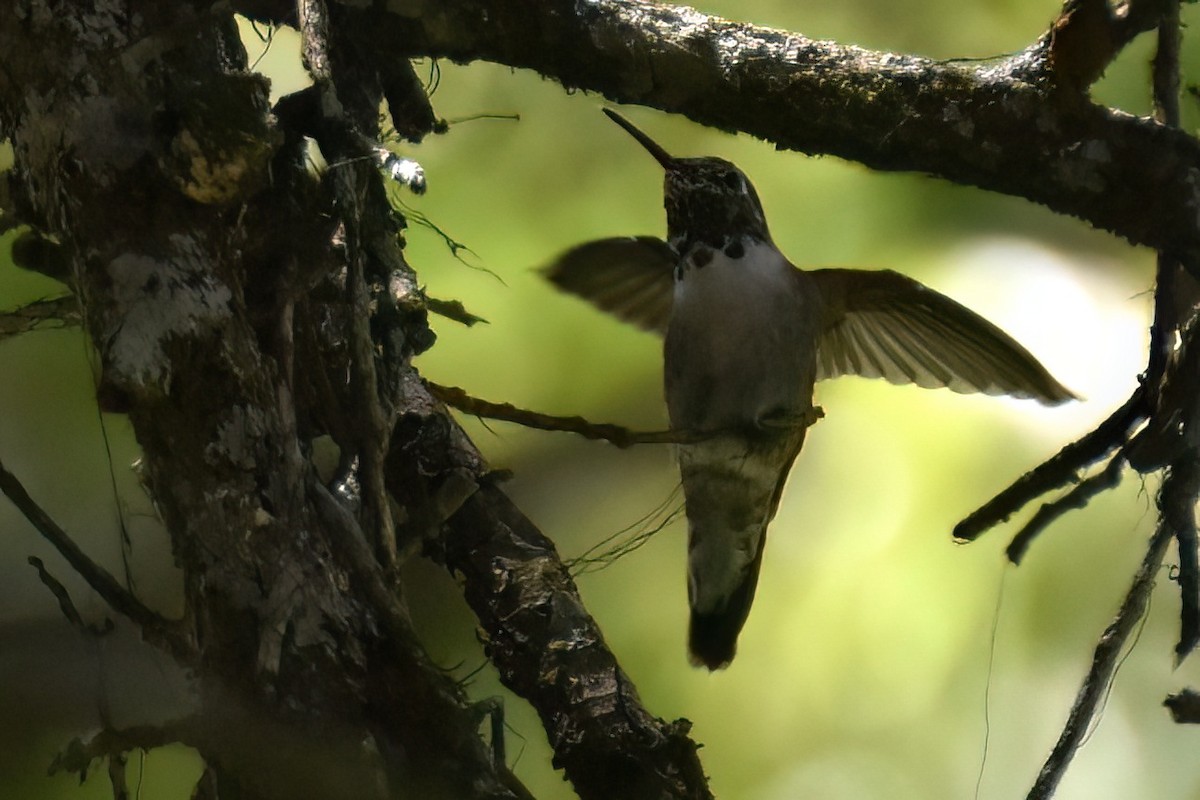 Broad-tailed Hummingbird - ML617956057