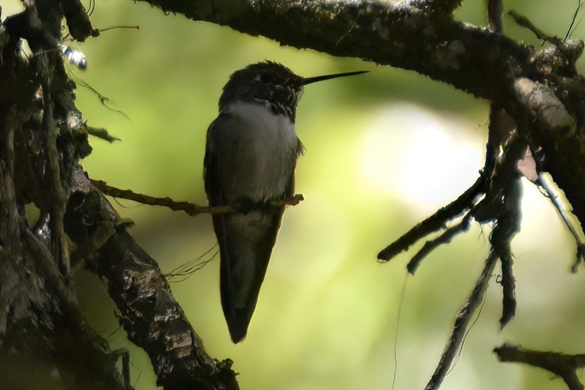 Broad-tailed Hummingbird - ML617956059