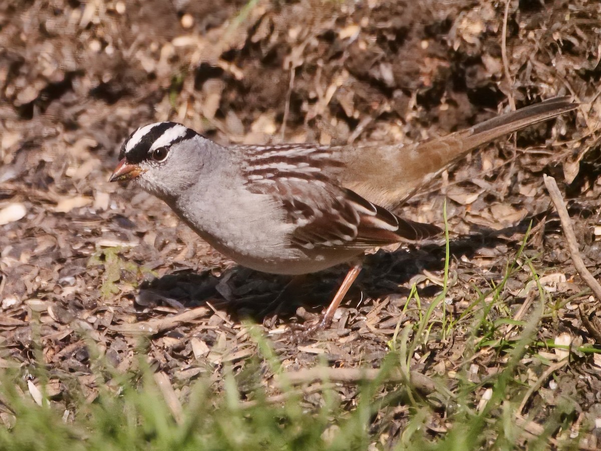White-crowned Sparrow - Allan Sharpe