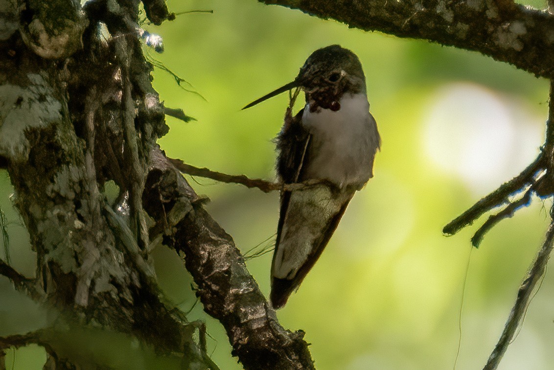 Broad-tailed Hummingbird - ML617956065