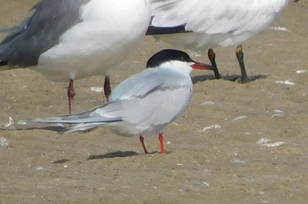 Common Tern - ML617956078