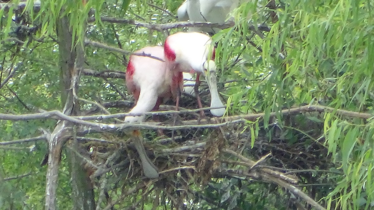 Roseate Spoonbill - Amy Simmons