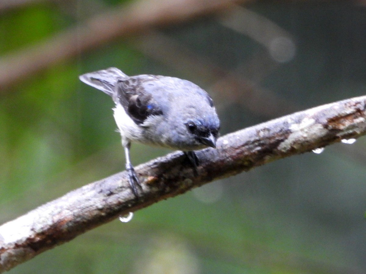 Plain-colored Tanager - ML617956122