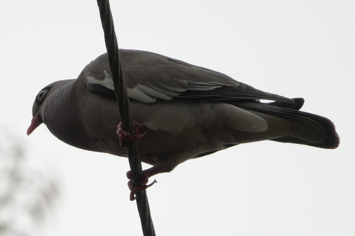 Bare-eyed Pigeon - ML617956125