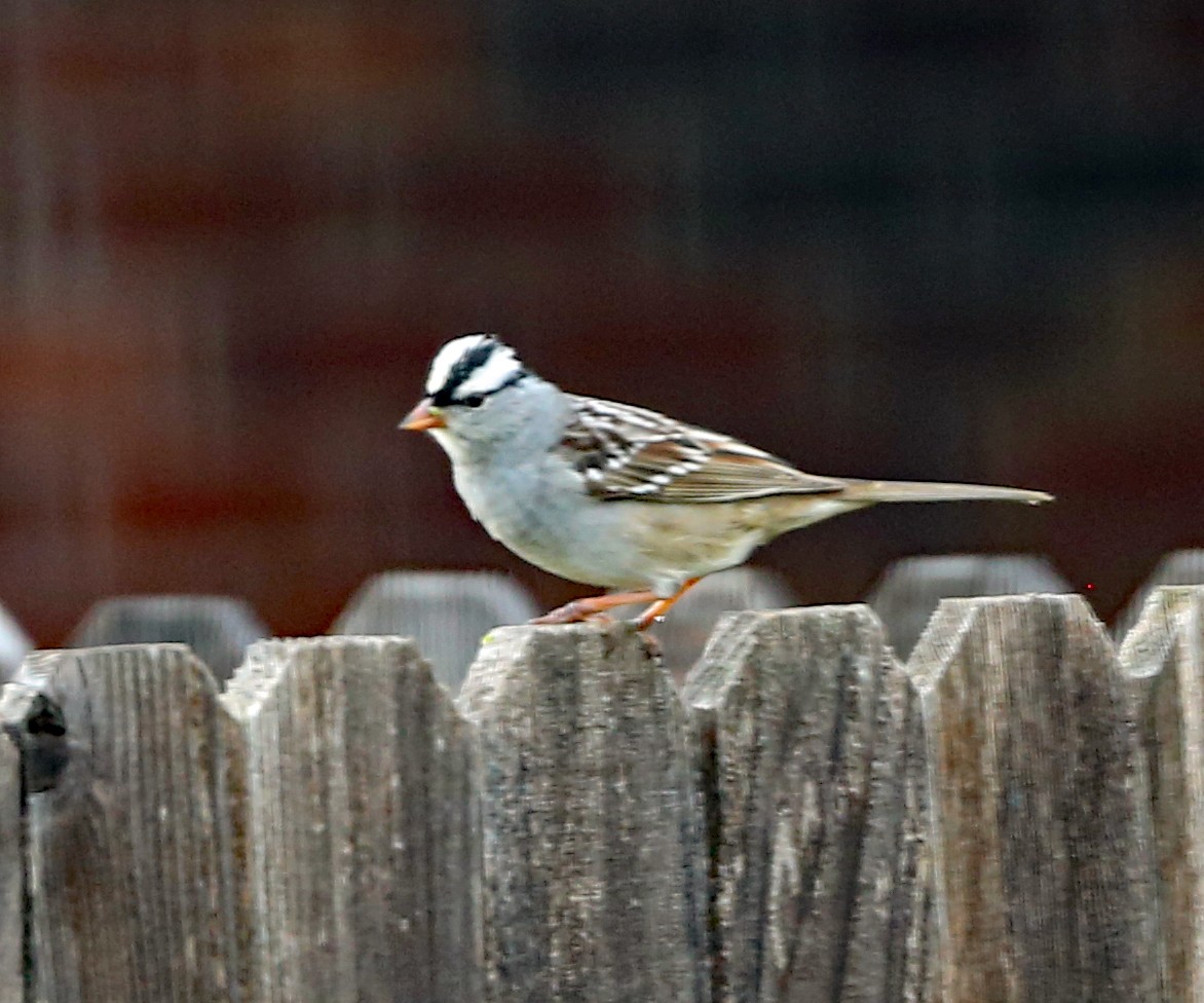 White-crowned Sparrow - ML617956126