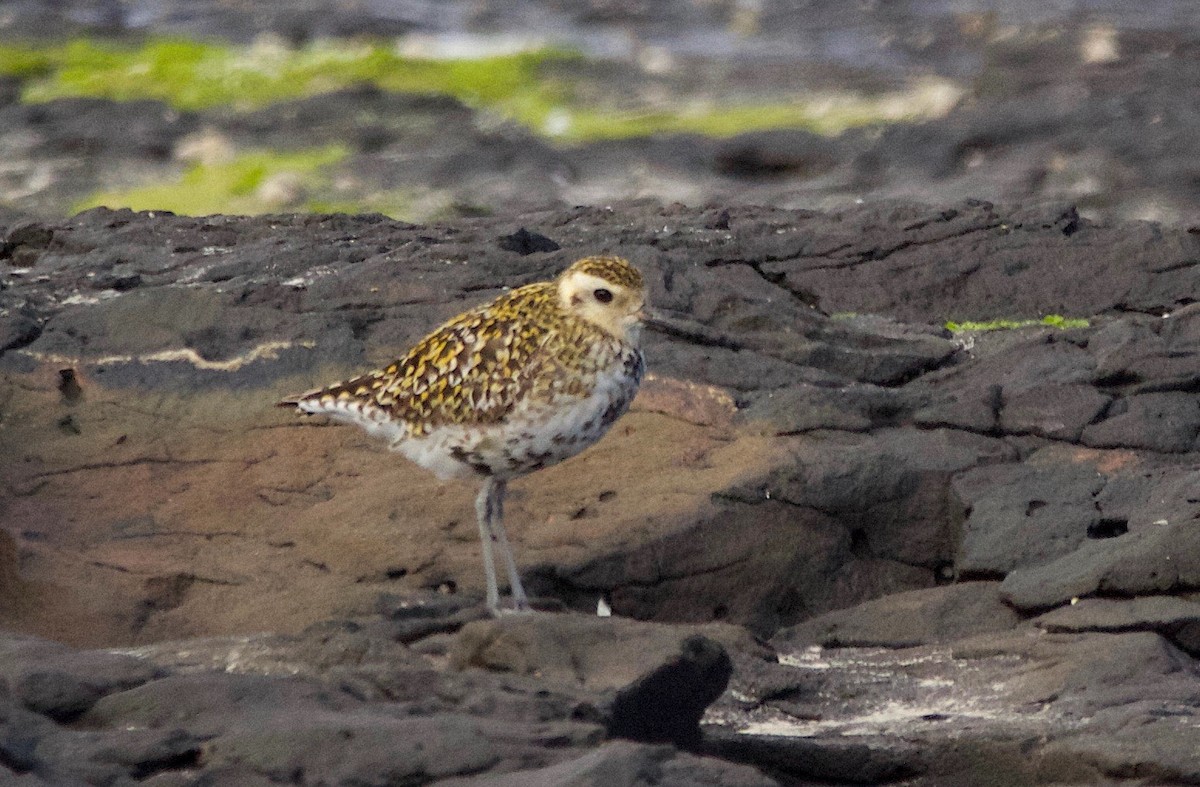 Pacific Golden-Plover - Pauline and Ray Priest