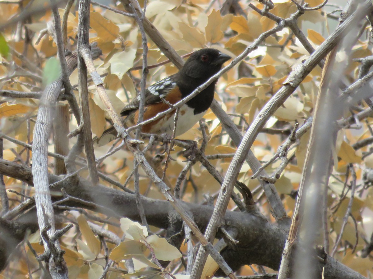 Spotted Towhee - ML617956244