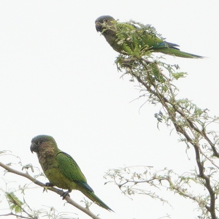 Brown-throated Parakeet - ML617956247