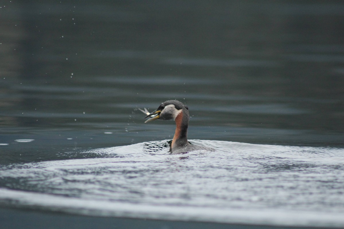 Red-necked Grebe - ML617956258