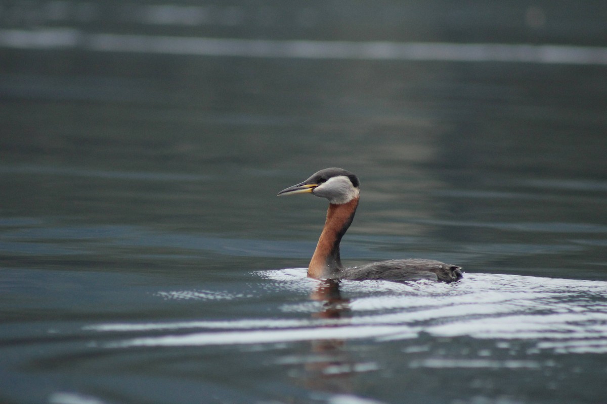 Red-necked Grebe - ML617956261