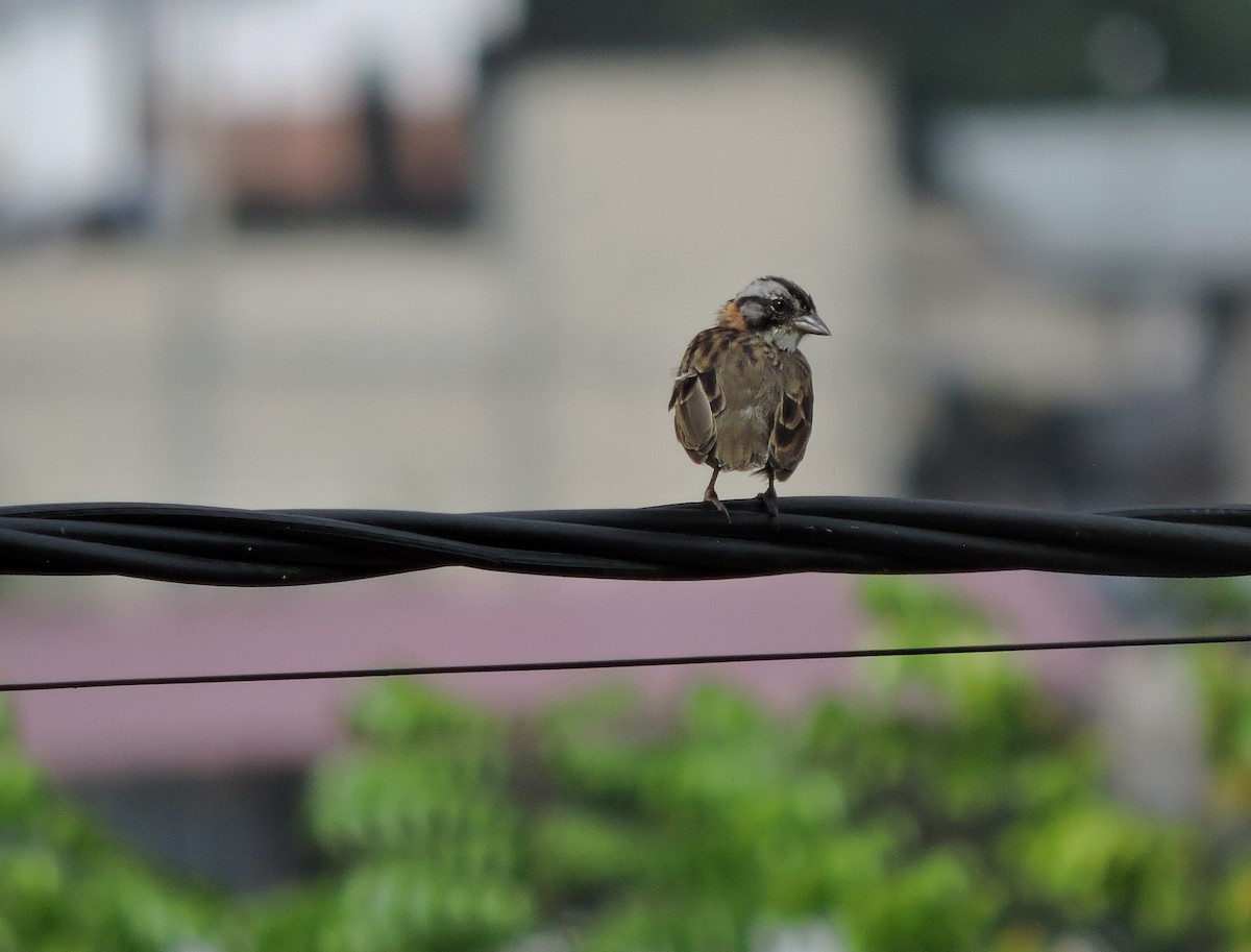 Rufous-collared Sparrow - ML617956304