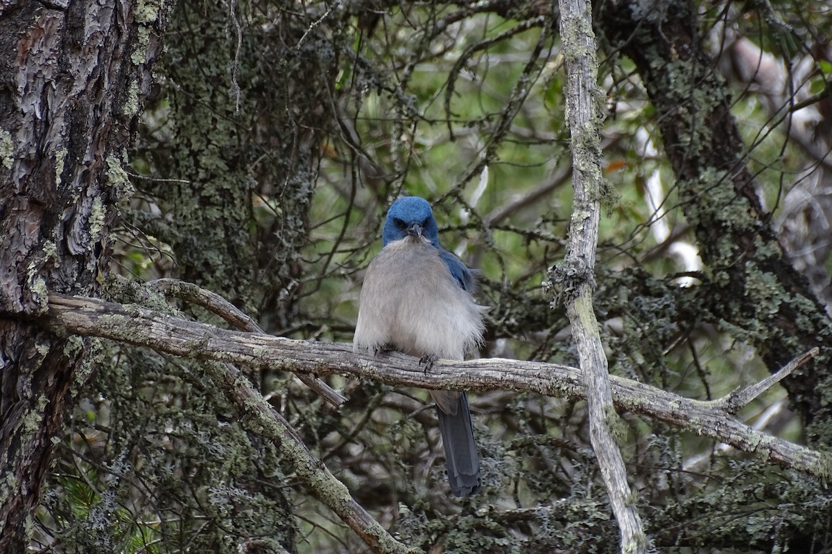 Mexican Jay - ML617956309