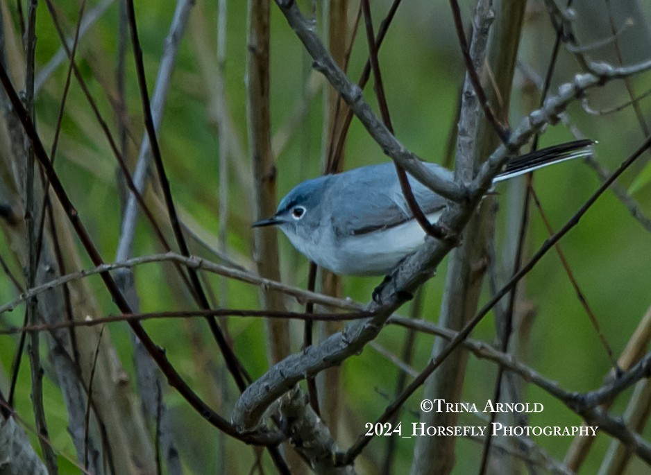 Blue-gray Gnatcatcher - Trina Arnold