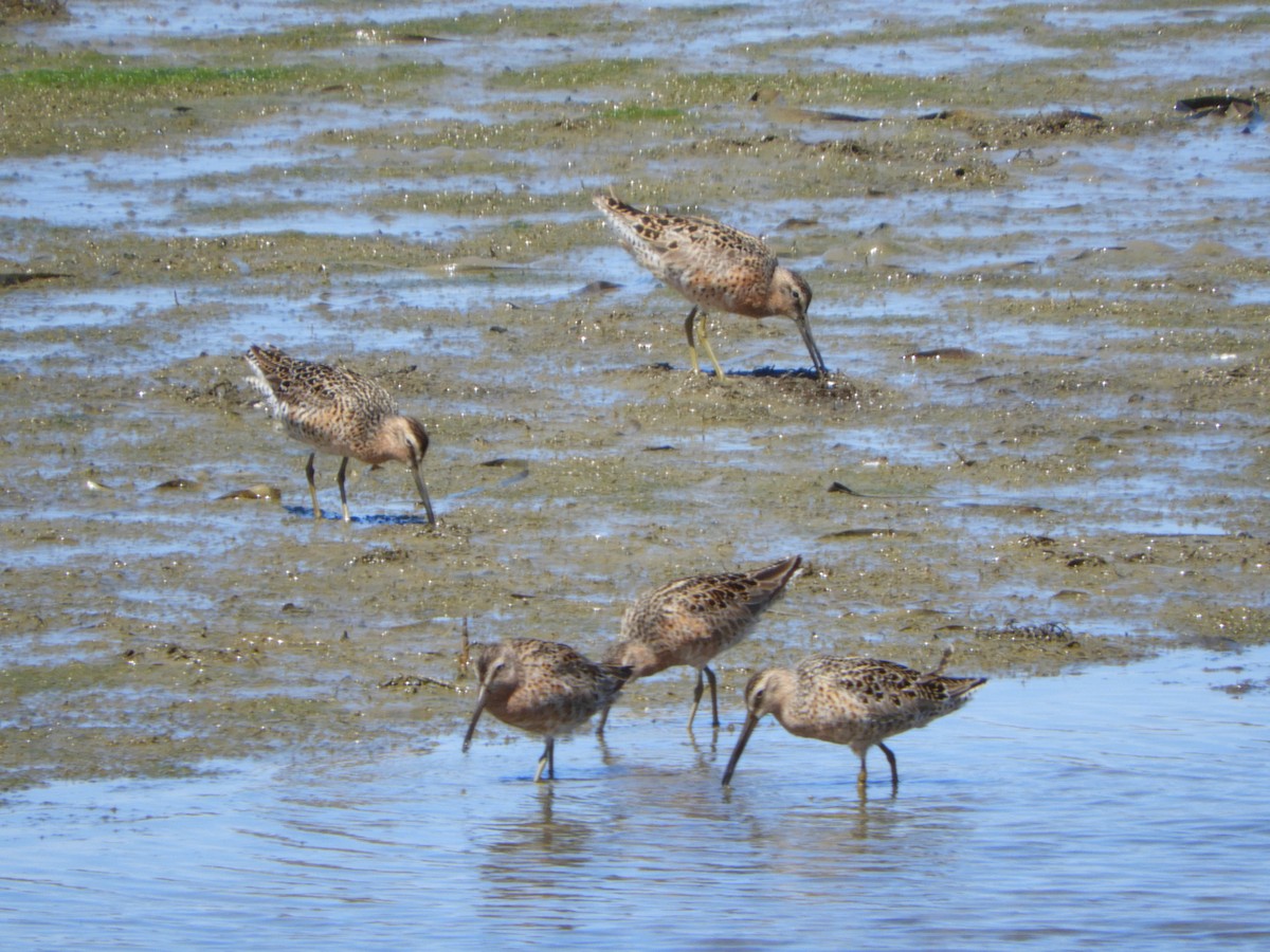 Long-billed Dowitcher - ML617956349