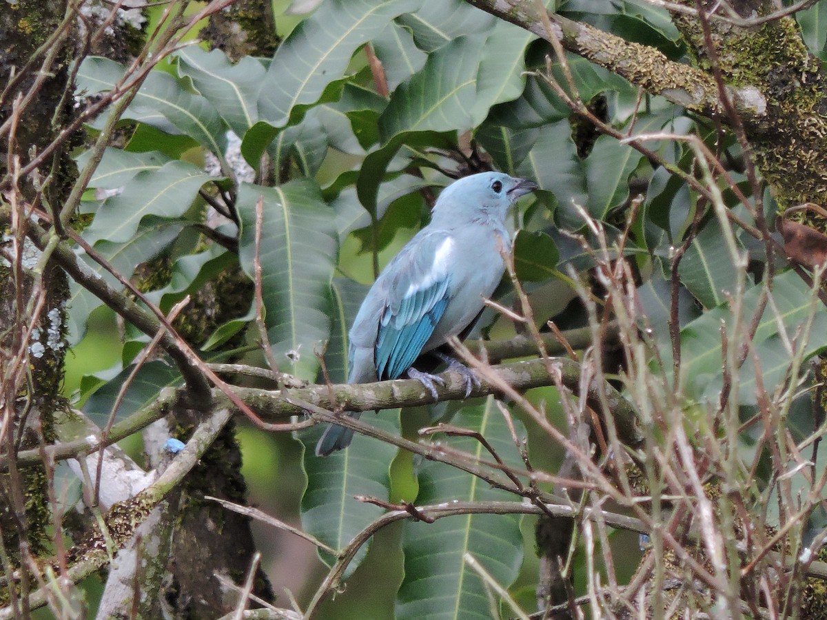 Blue-gray Tanager - ML617956356
