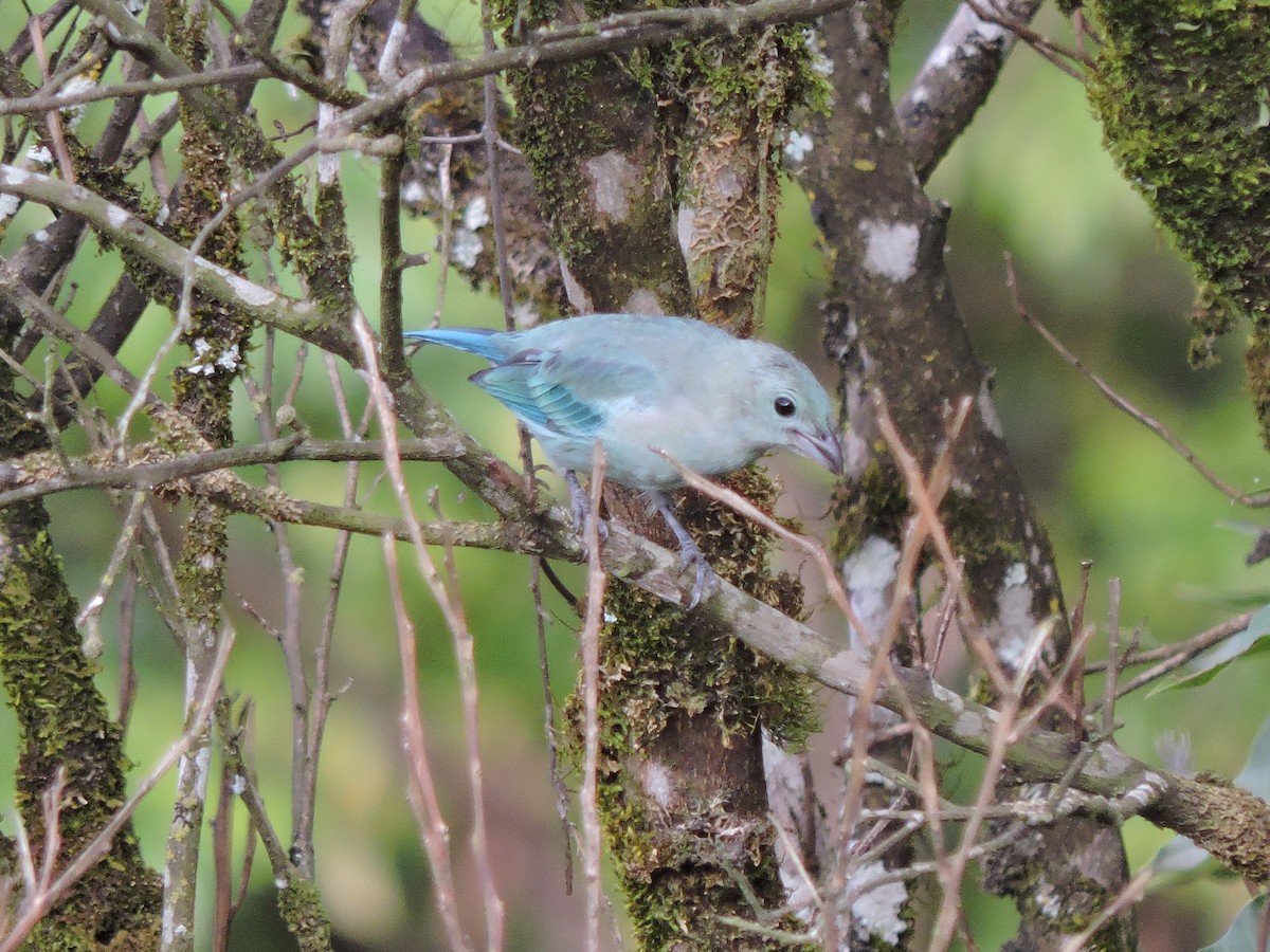 Blue-gray Tanager - ML617956362