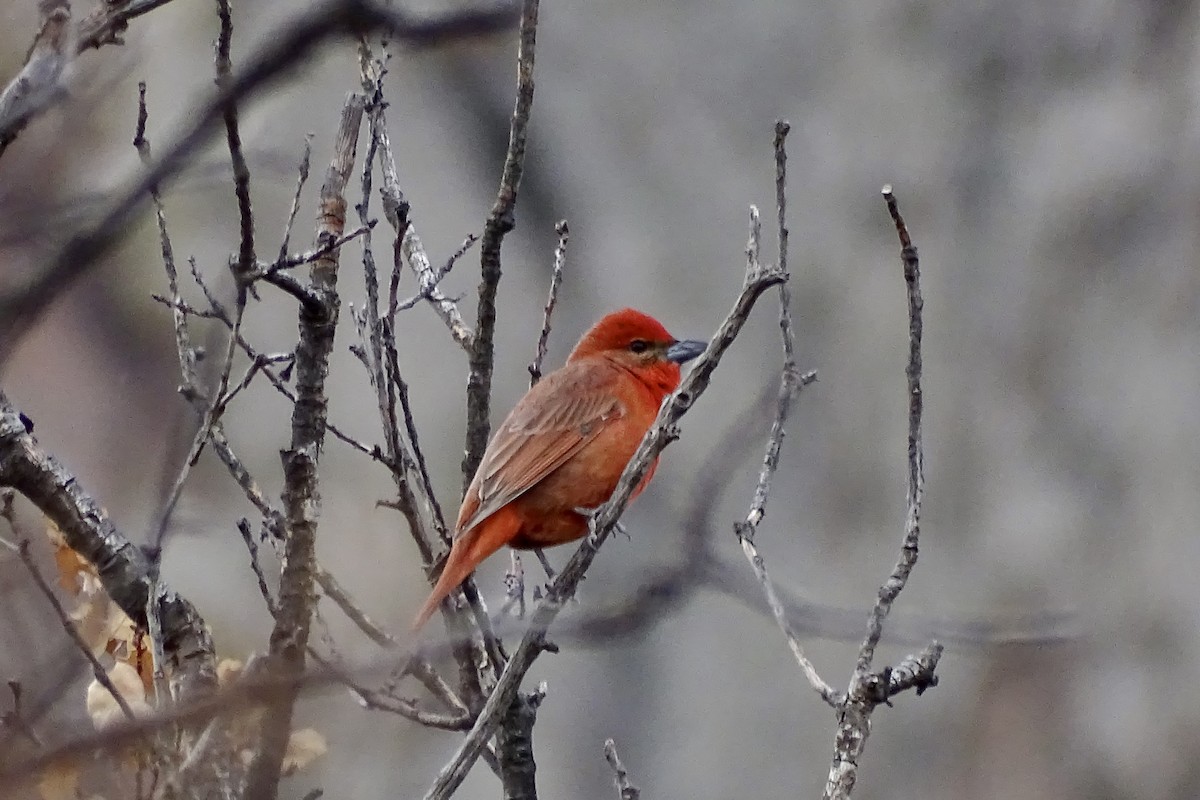 Hepatic Tanager - ML617956366