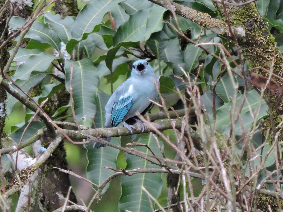 Blue-gray Tanager - ML617956370