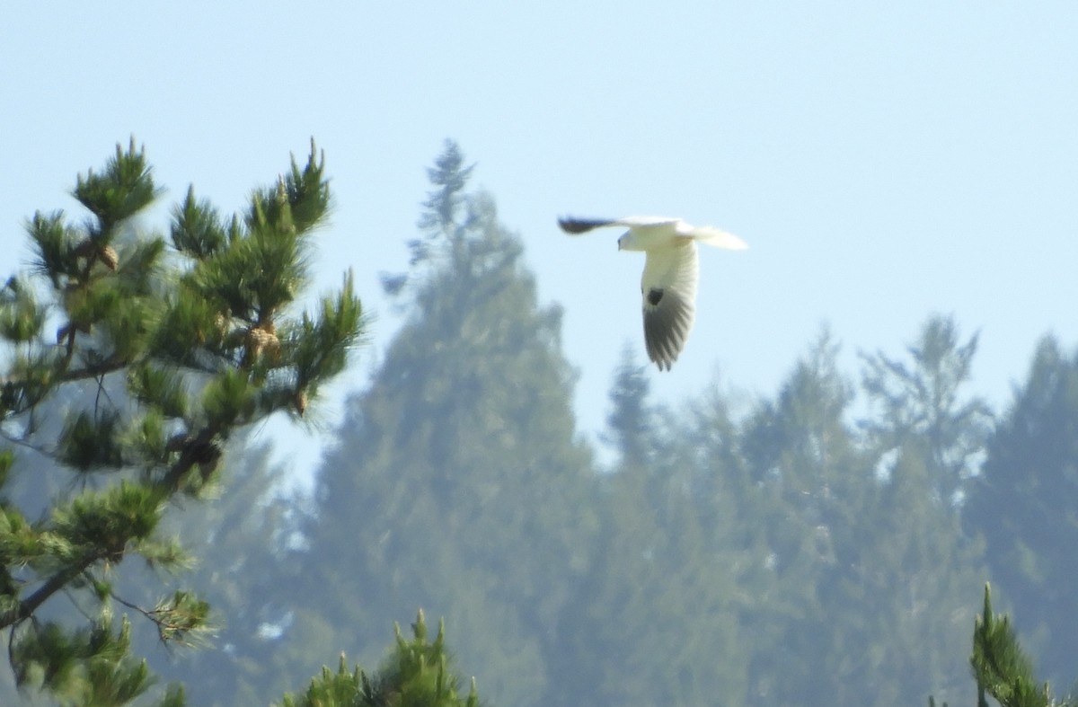 White-tailed Kite - Jan and Brent Chippendale