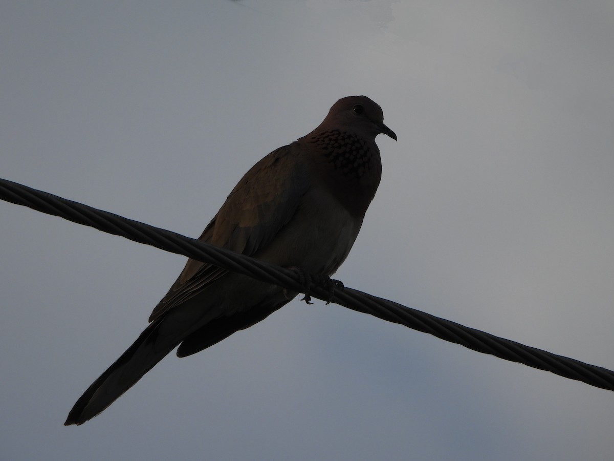 Laughing Dove - ML617956387