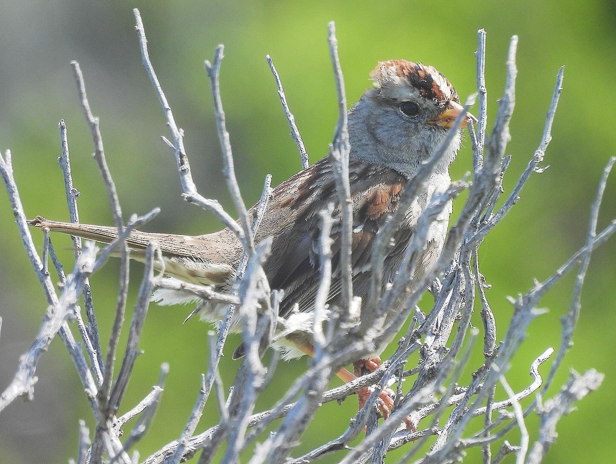 White-crowned Sparrow - ML617956474