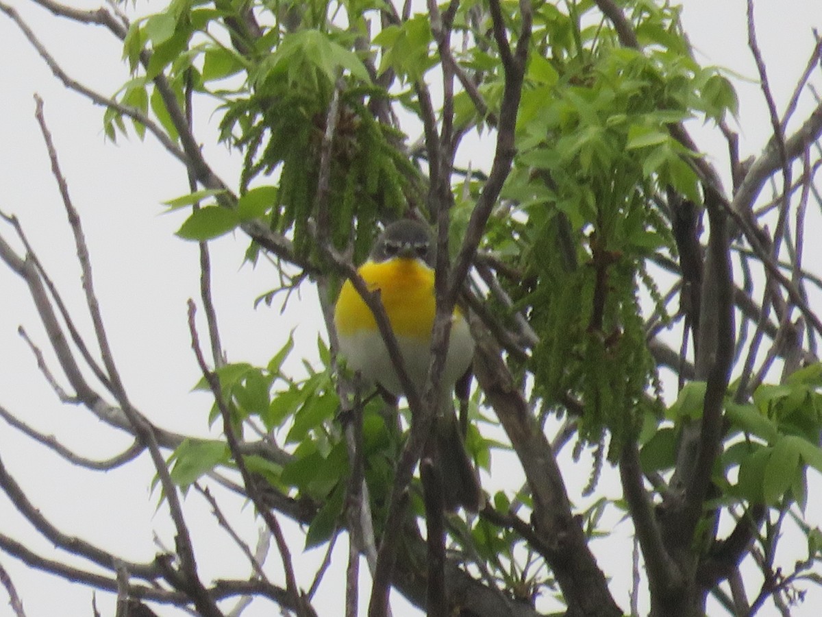 Yellow-breasted Chat - ML617956489