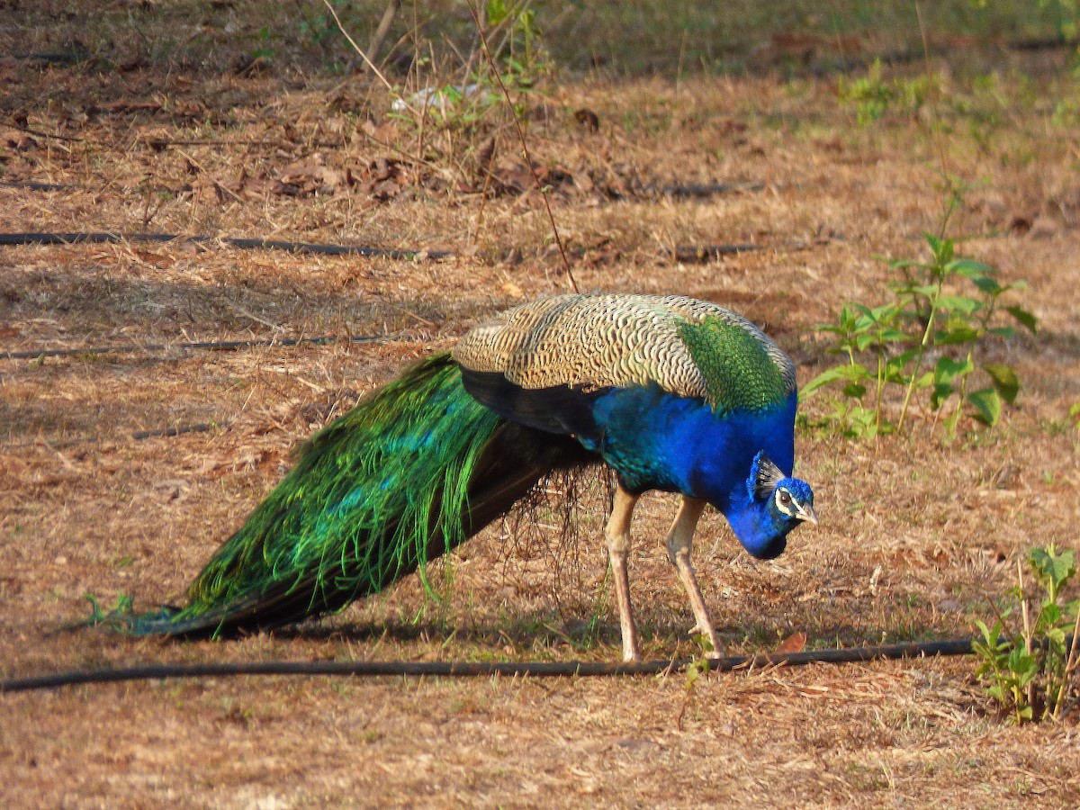 Indian Peafowl - Gopi Sundar