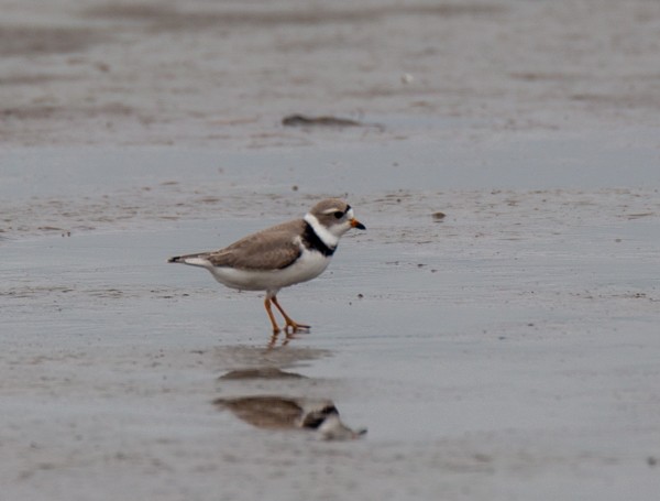 Semipalmated Plover - ML617956506