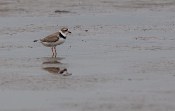 Semipalmated Plover - ML617956527