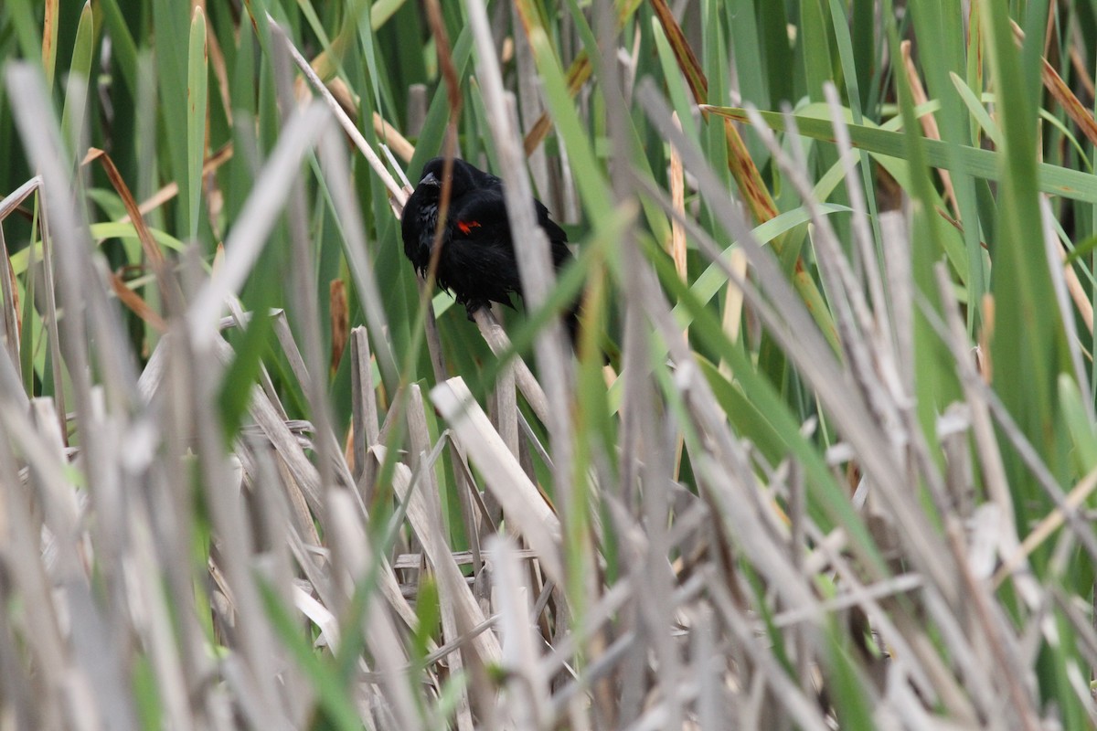 Red-winged Blackbird (California Bicolored) - ML617956556