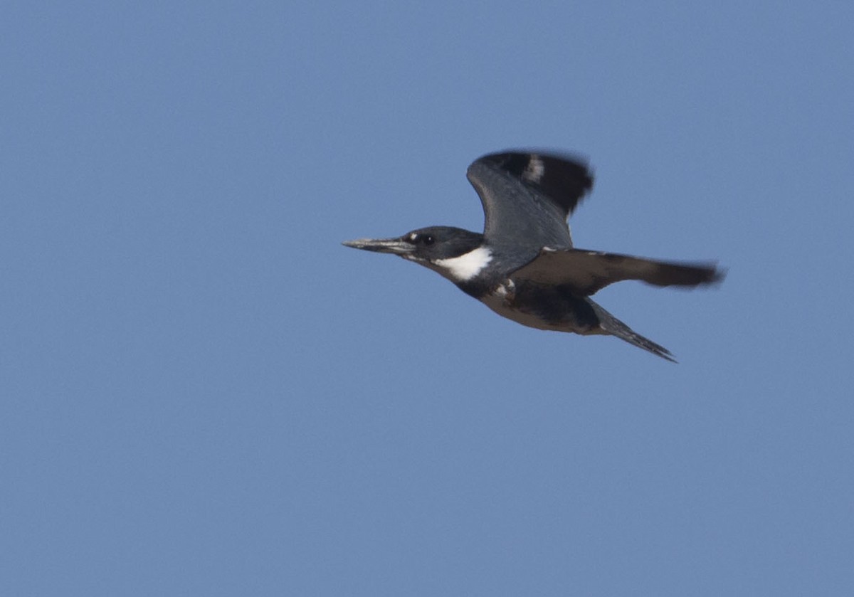 Belted Kingfisher - ML617956580
