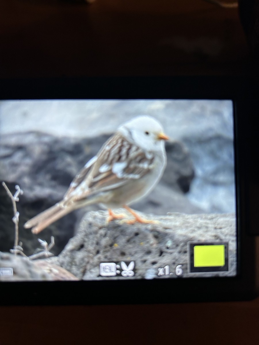 White-crowned Sparrow - Duke Tufty