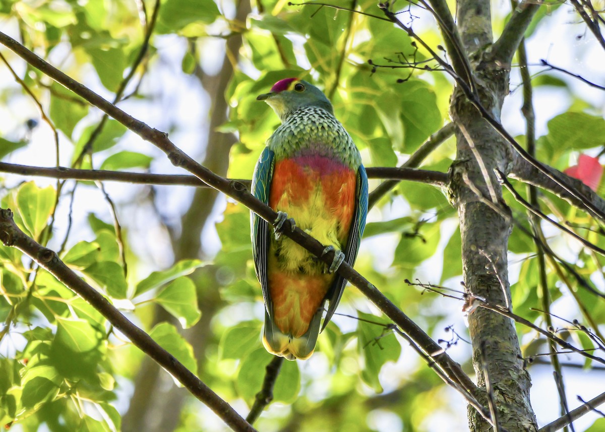 Rose-crowned Fruit-Dove - ML617956616