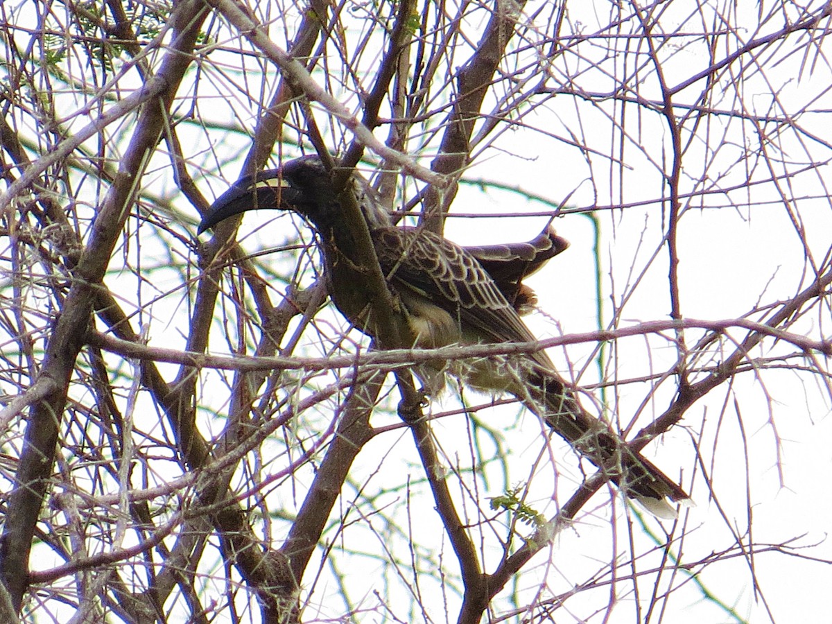 African Gray Hornbill - ML617956618