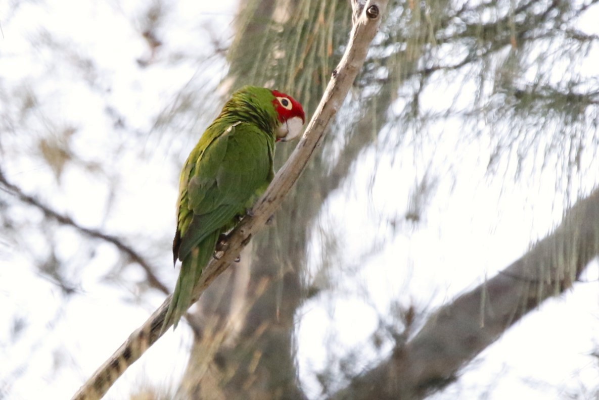Red-masked Parakeet - Richard Hugel