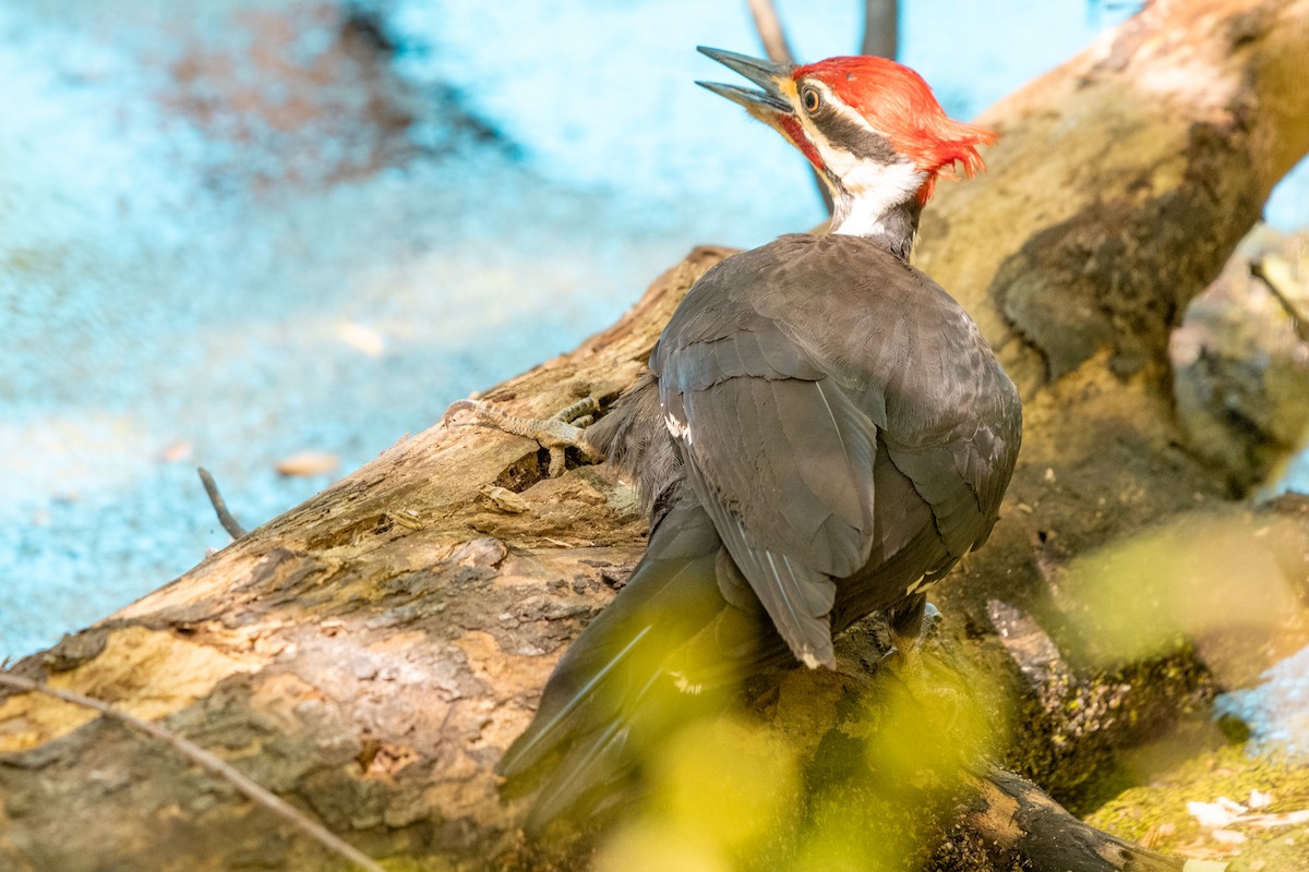 Pileated Woodpecker - ML617956681