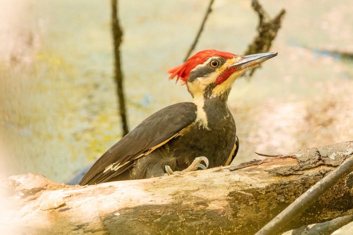 Pileated Woodpecker - ML617956683
