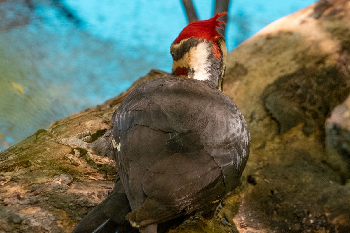 Pileated Woodpecker - ML617956686