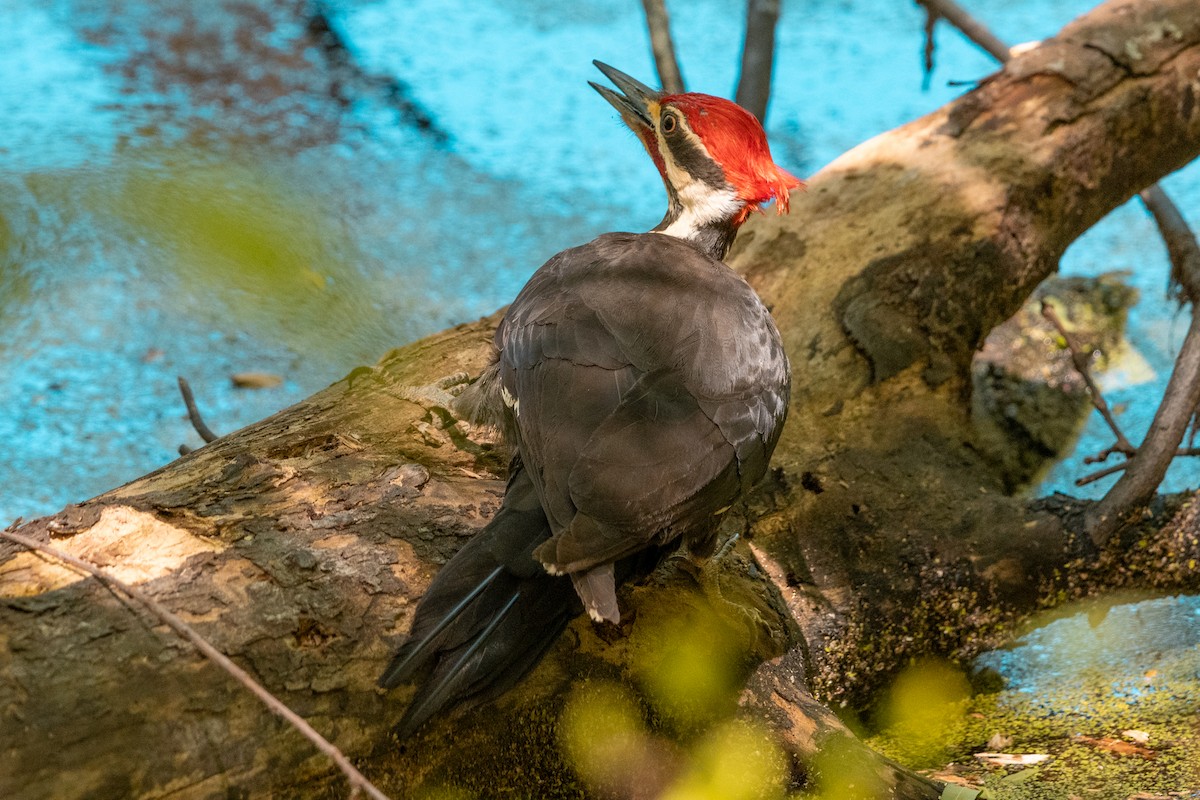Pileated Woodpecker - ML617956687