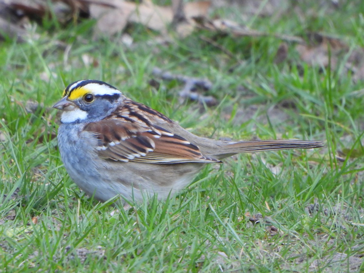 White-throated Sparrow - Stephen Hinck