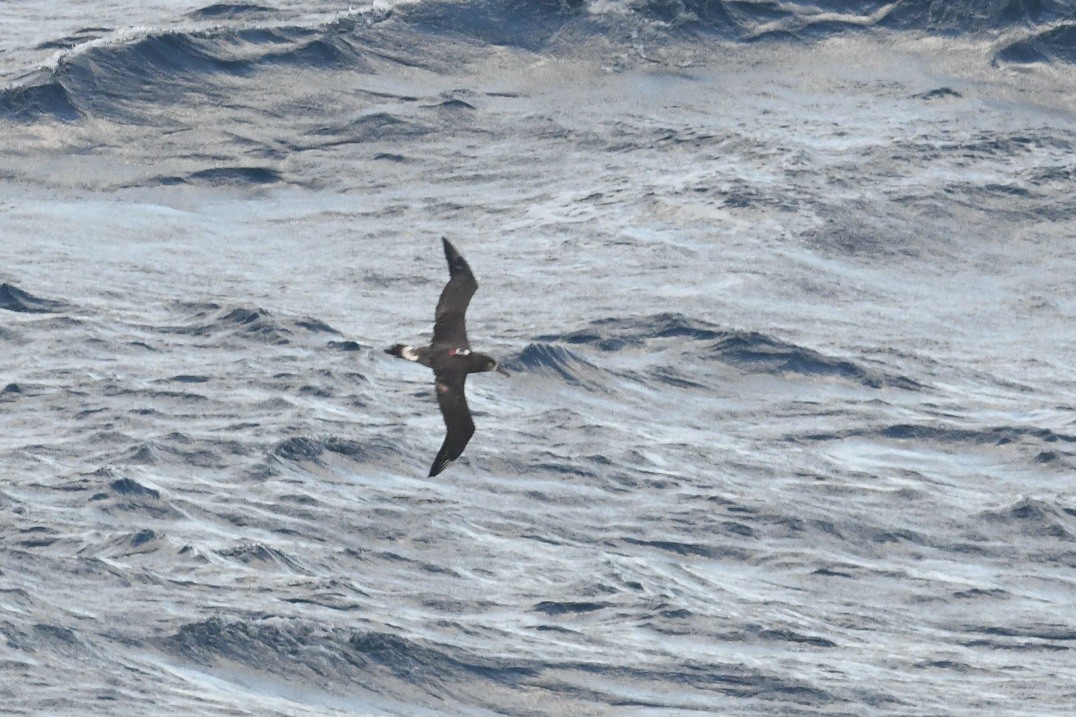 Black-footed Albatross - ML617956718
