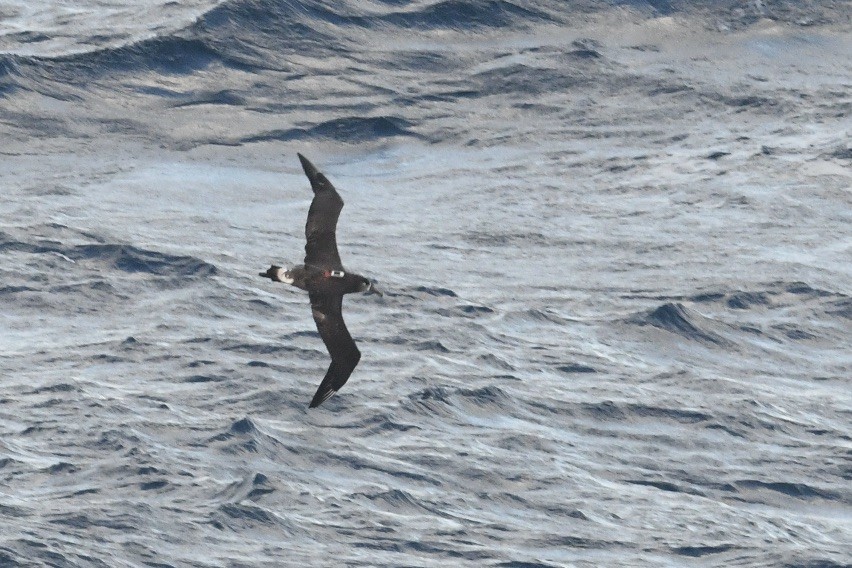 Black-footed Albatross - ML617956720