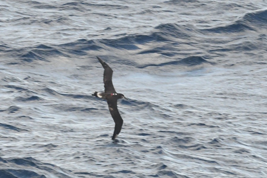 Black-footed Albatross - ML617956721