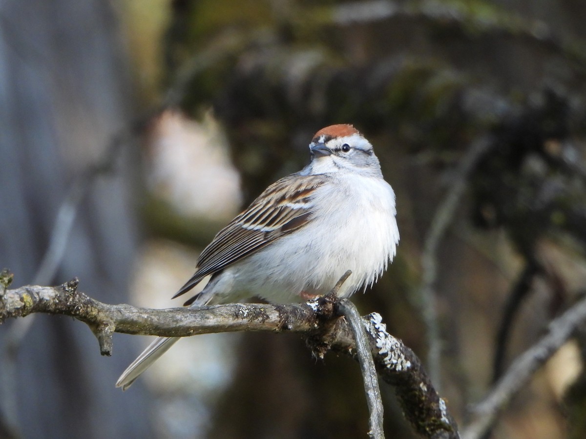 Chipping Sparrow - Stephen Hinck