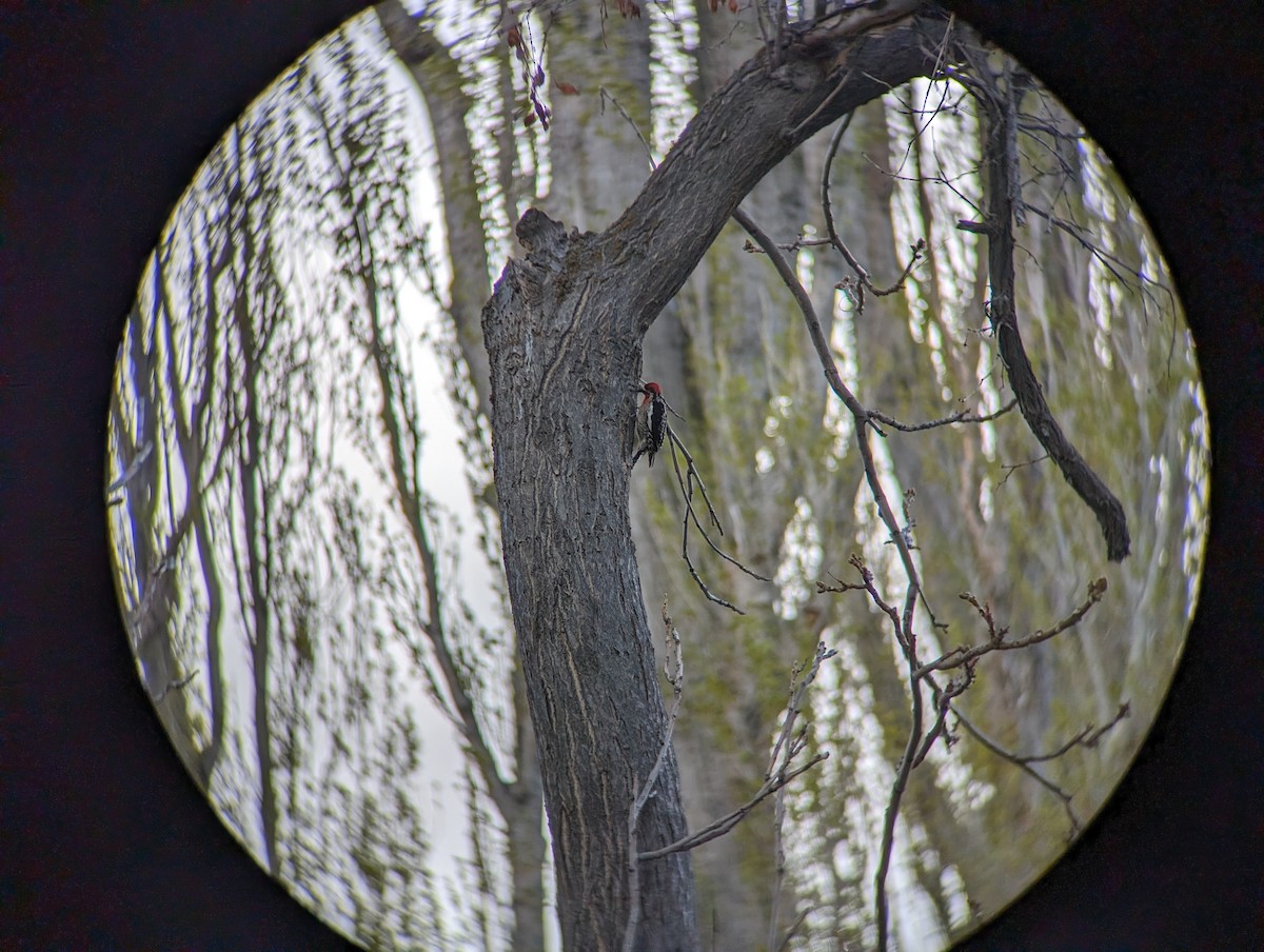 Red-naped x Red-breasted Sapsucker (hybrid) - ML617956746