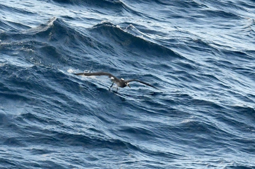 Black-footed Albatross - ML617956751