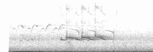 Moqueur des savanes (gracilis/leucophaeus) - ML617956785