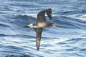 Black-footed Albatross - ML617956814