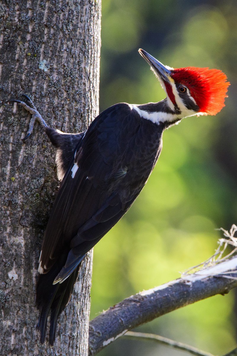 Pileated Woodpecker - ML617956824