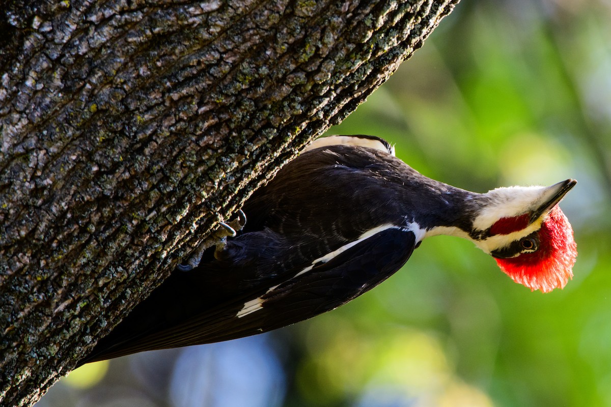 Pileated Woodpecker - Moishie Hersko